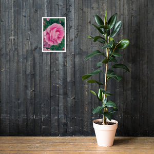 Rejoice Pink Rose Framed Poster