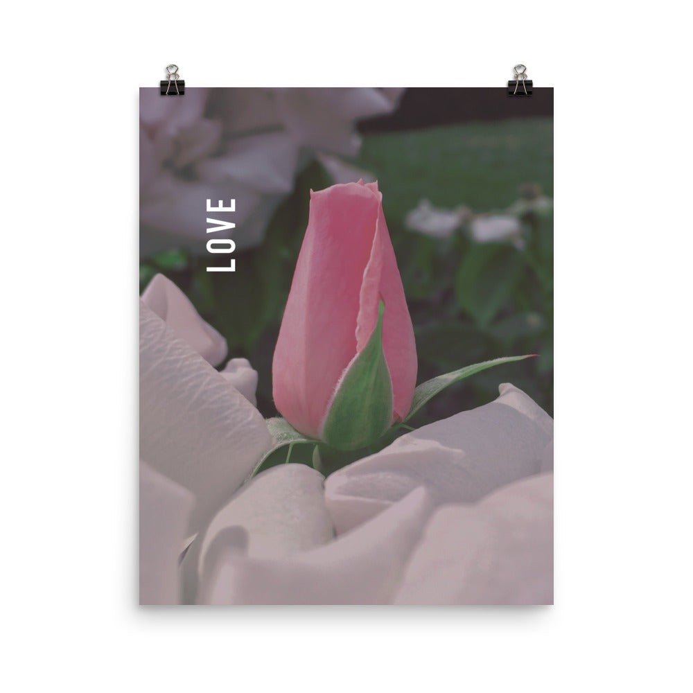 Love Pink Rose Poster