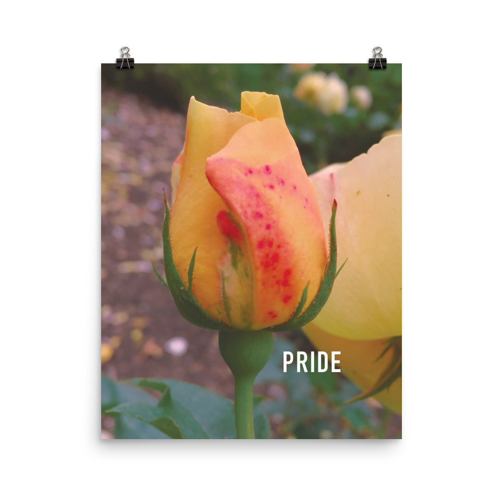 Pride Yellow Rose Poster