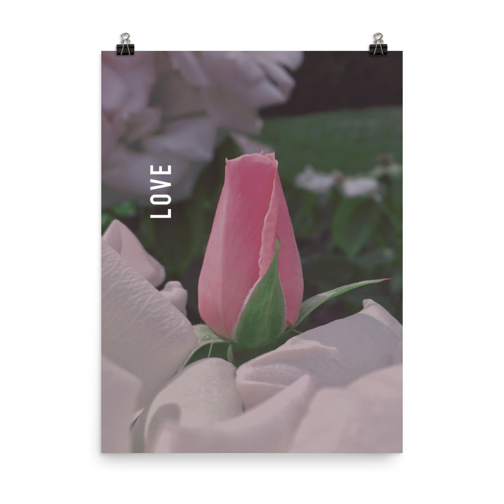 Love Pink Rose Poster