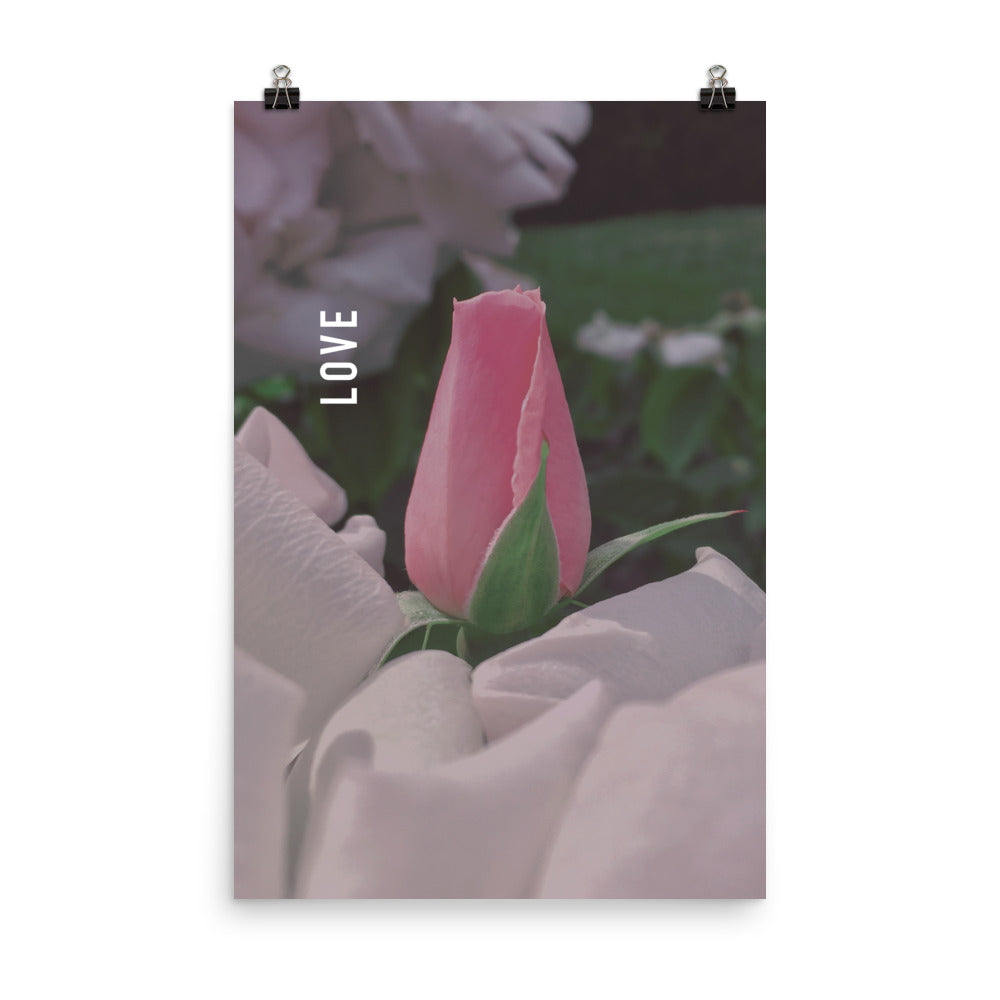 Love Pink Rose Poster