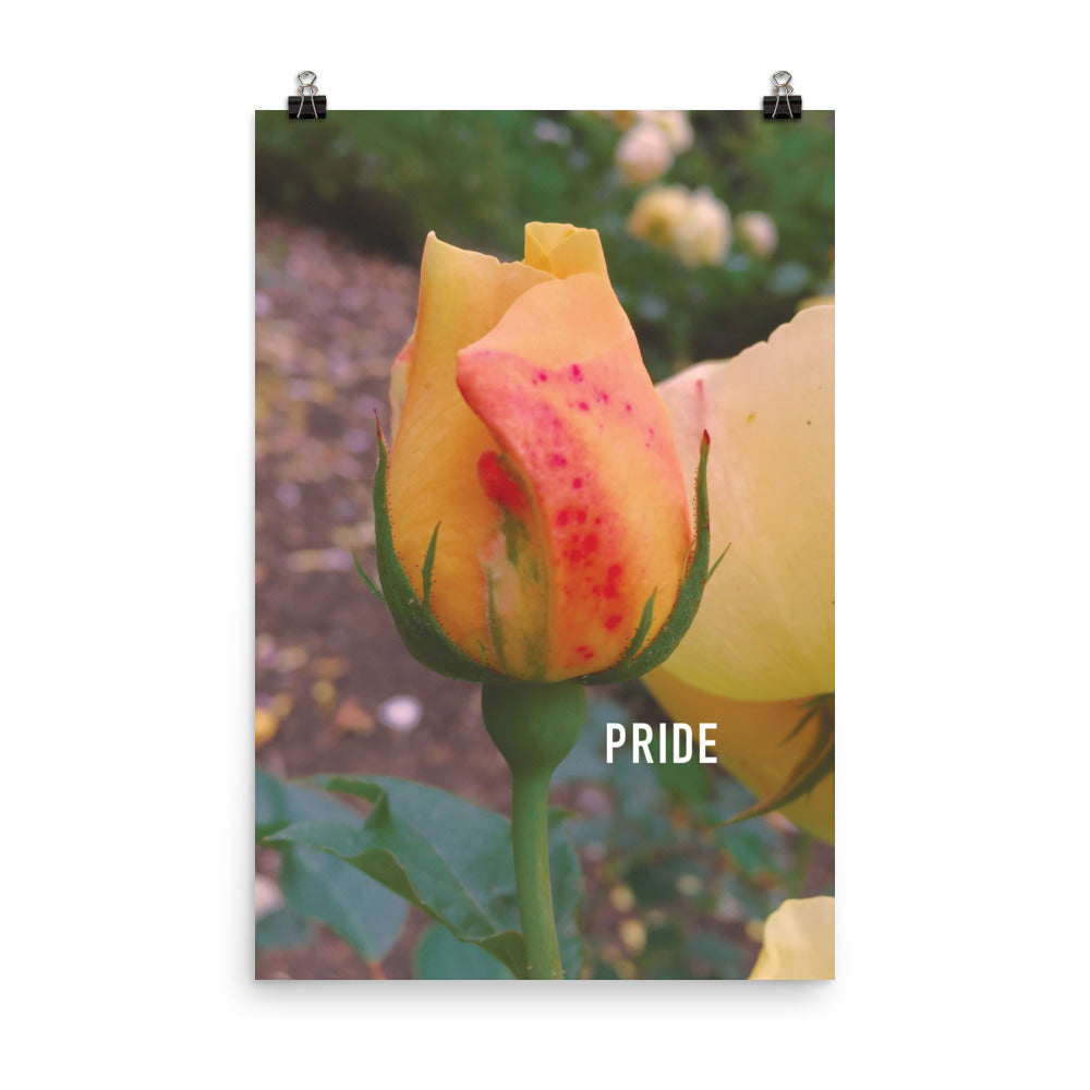 Pride Yellow Rose Poster