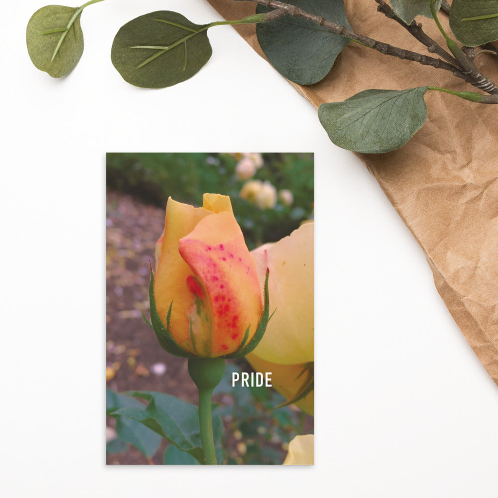 Pride Yellow Rose Postcard
